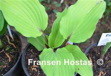 Hosta Phoenix Feathers